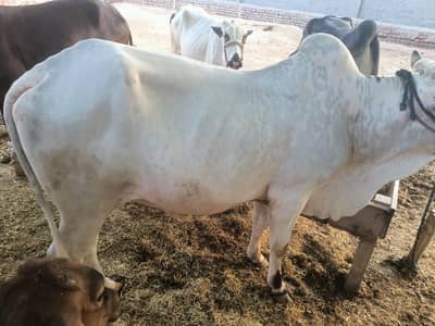 Bull for sale 260k
