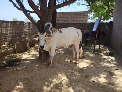 Bull Qurbani For Sale over 5 mun