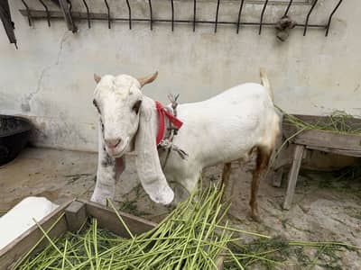 Gulabi Bakra Khassi