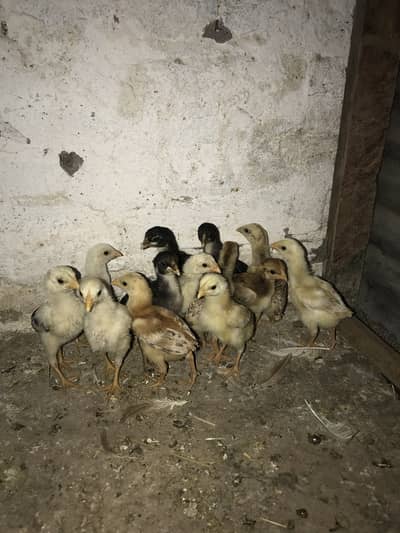 Aseel chiks