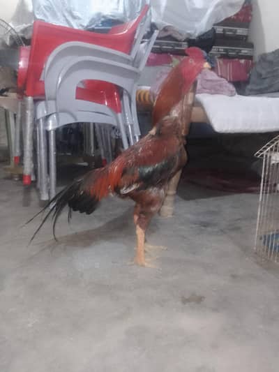 urgent sale price Kam ho jai ge