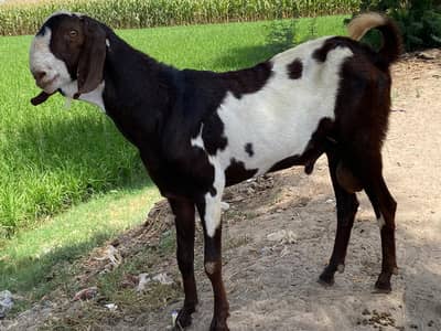| milking cow | Bakra for qurbani | qurbani multan