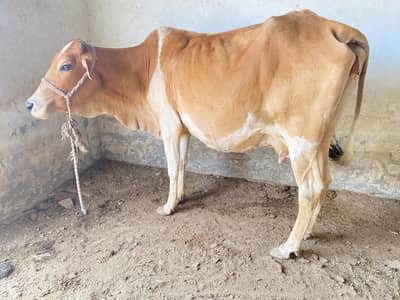 | milking qurbani cow | Bakra for qurbani | qurbani multan