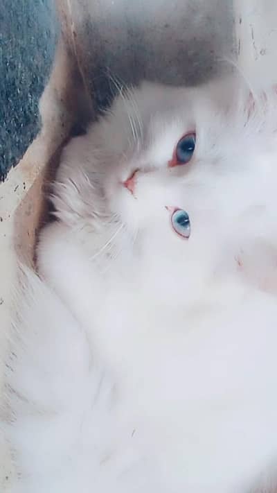 3 month Persian kittens white blue eyes show quality doll face taddy