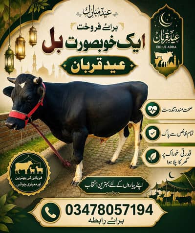 Bull Wacha Holstein Friesion for Qurbani