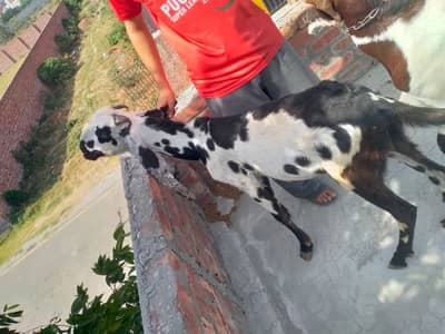 Dondai Qurbani Bakrai
