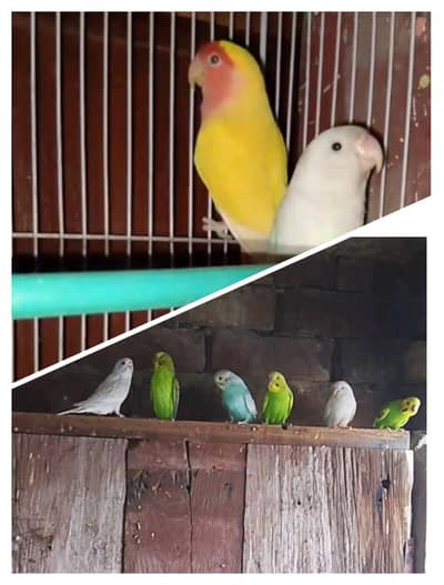 Breeder Pair