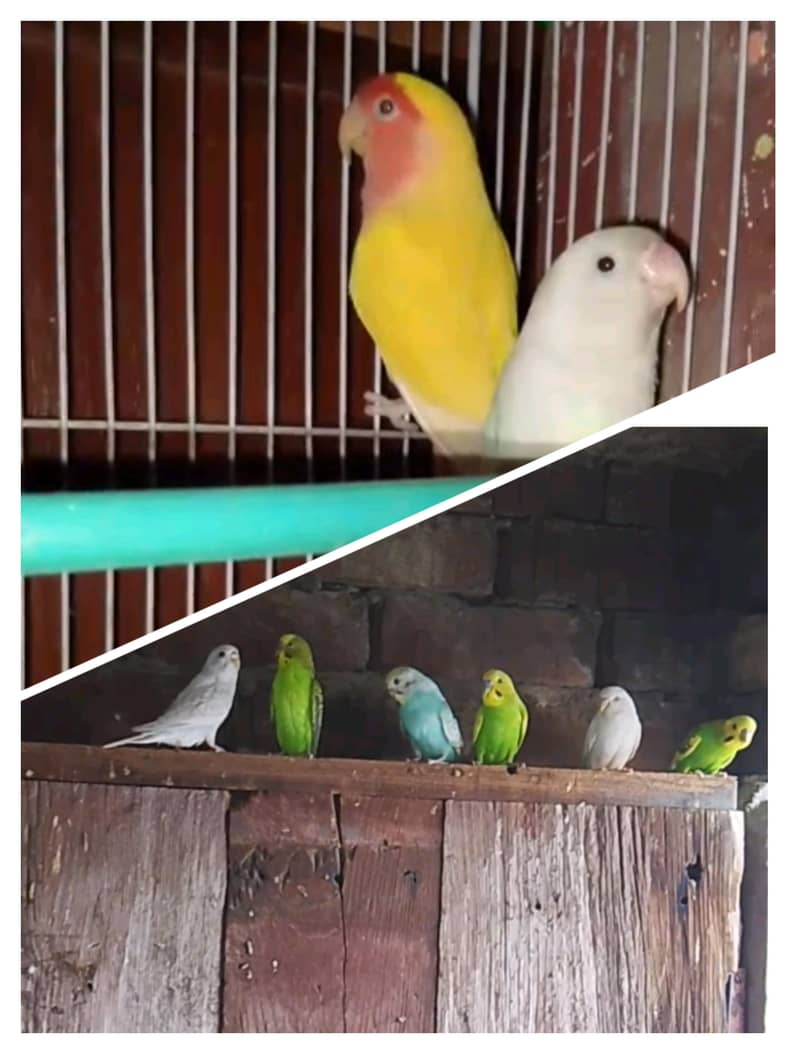 Breeder Pair 0