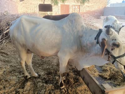 Bull for Sale