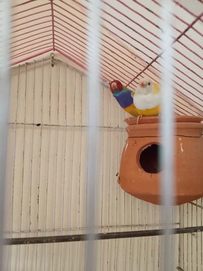 Golden finches