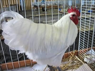 heritage Australorp pair | white australorp | black australorp