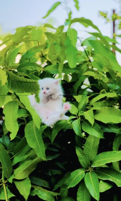 Female Persian Kittens