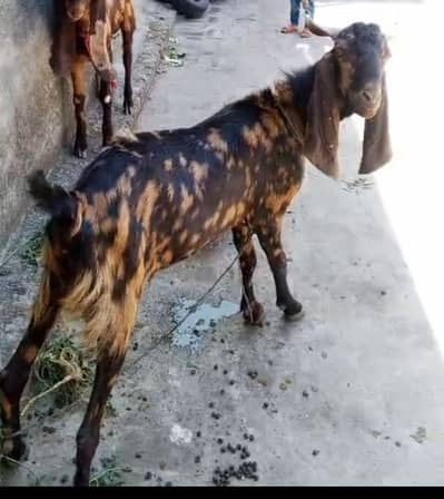 goat for sale