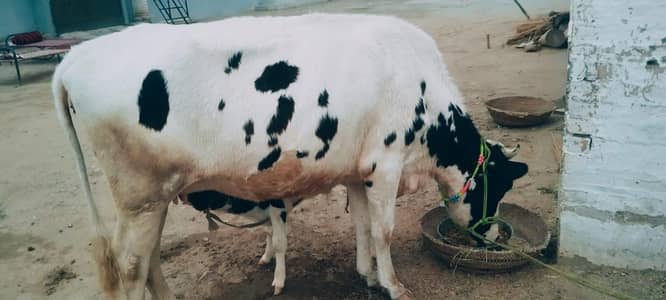 cow for sale