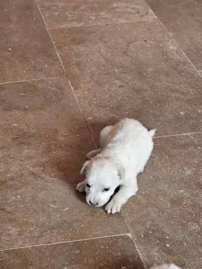 puppy
