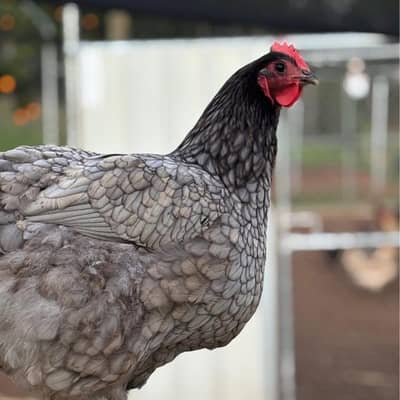 heritage Australorp |  blue australorp |  breeder pair |king size