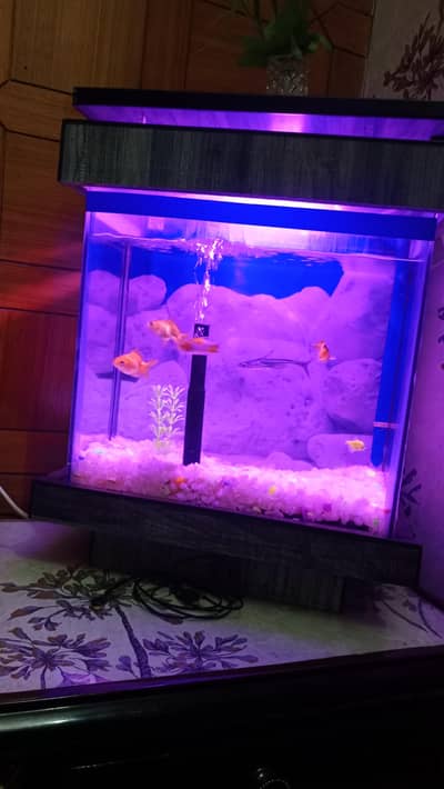 aquarium with filter, light, fish, all setup