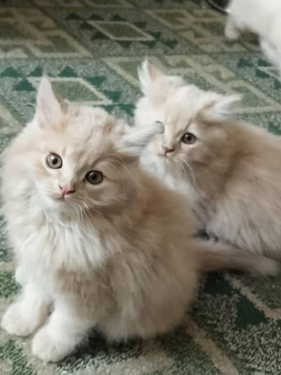 Male cats