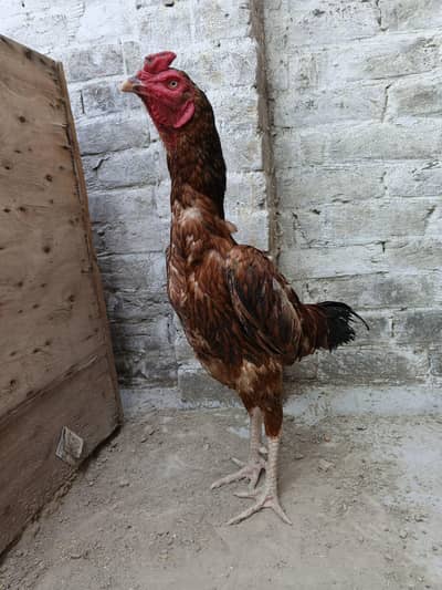 Aseel Mianwali Peela Murga and Murgi  (Pair)