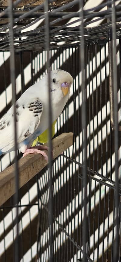 Healthy breeder budgie pair for sale