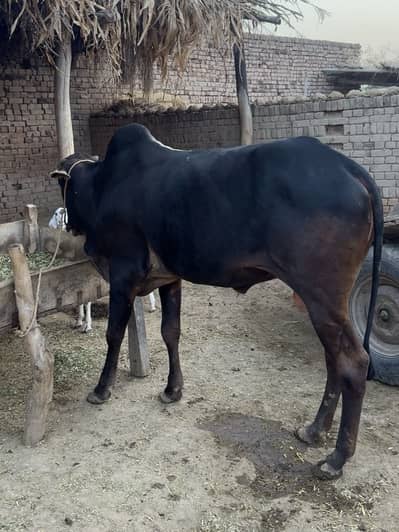 Tanni ka bail for sale desi tagga Ox  Bull for sale running bail