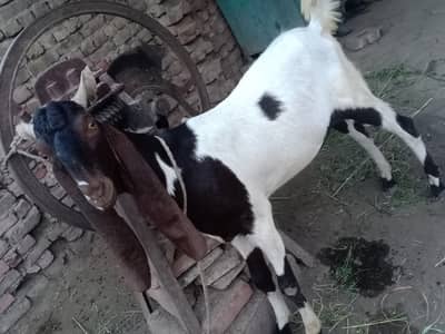 MashaAllah Healthy Bakra for Sale | Qurbani Special