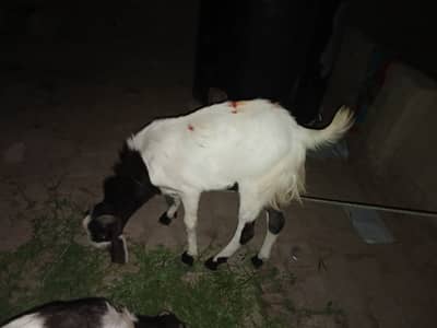 Bakra For sell