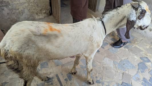 Bakra for sale