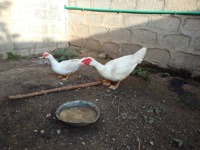 arjant sall Ducks