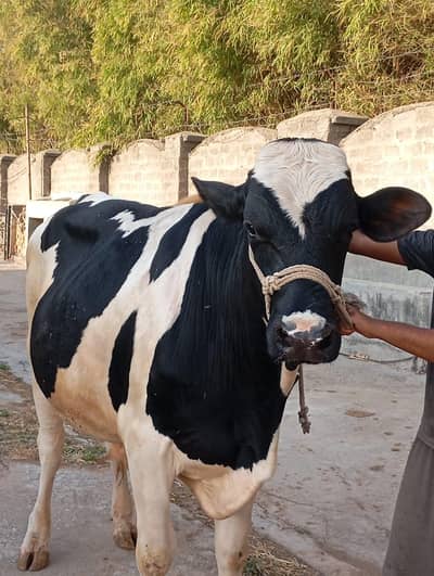 Australian bull for sale