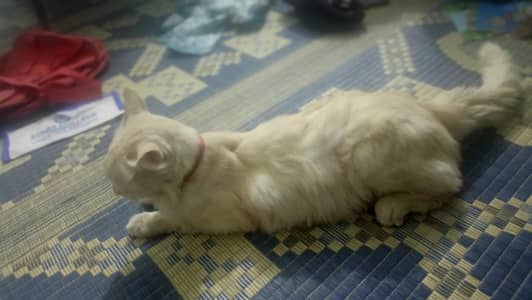 cat for sale hy ghir me raki hy