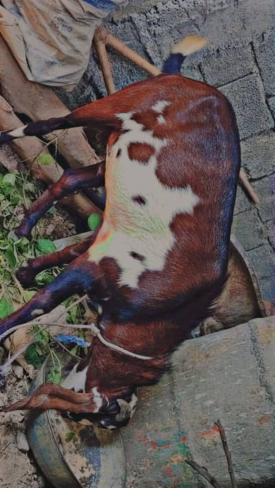 bakra for sale