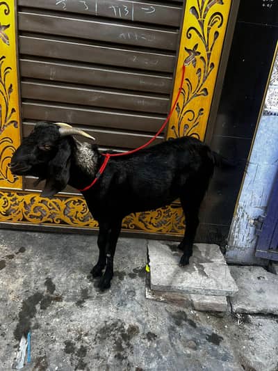 bakra black and golden