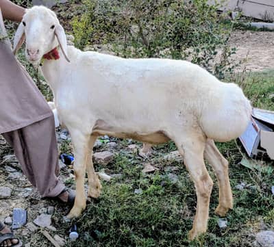 Sheep Talagangi dumba for sale