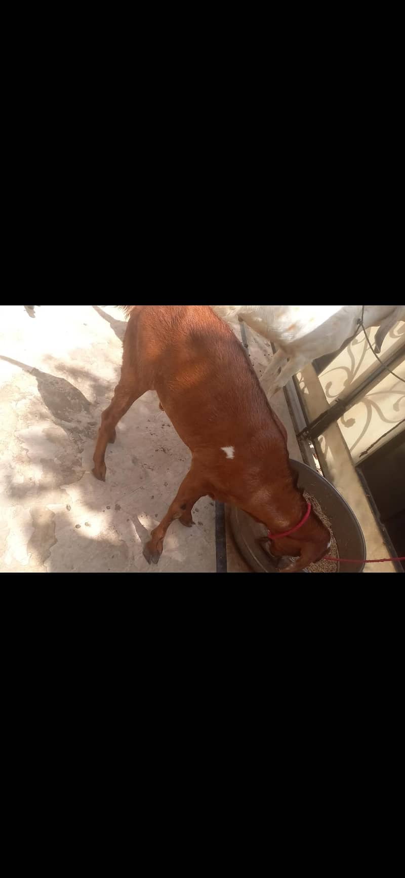 2 teeth donda Bakra 0