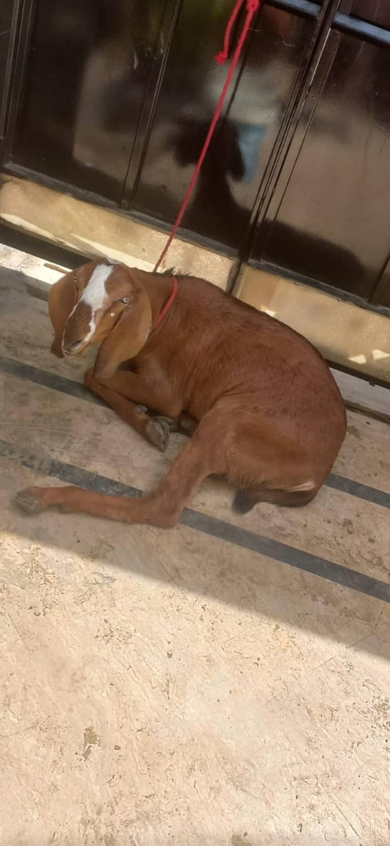 2 teeth donda Bakra 1