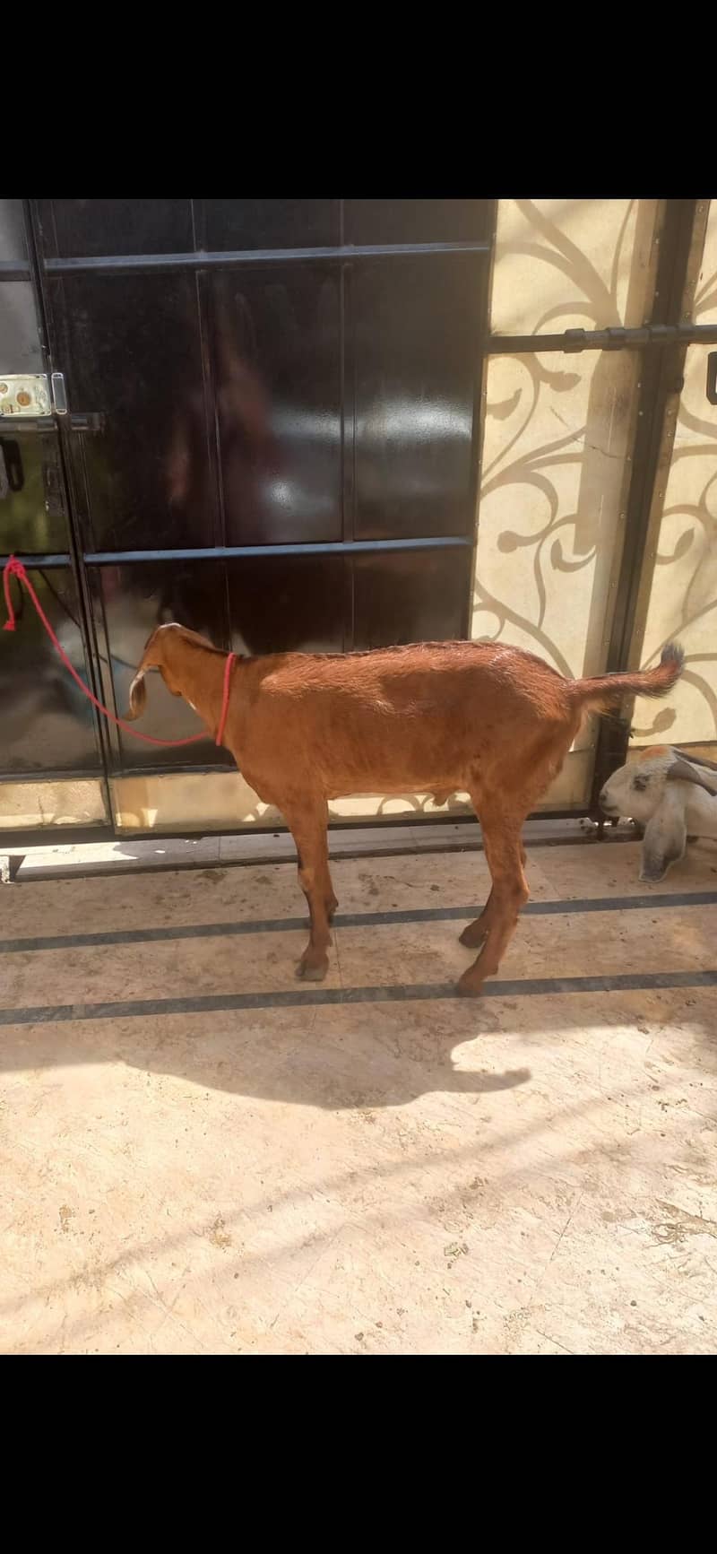 2 teeth donda Bakra 2