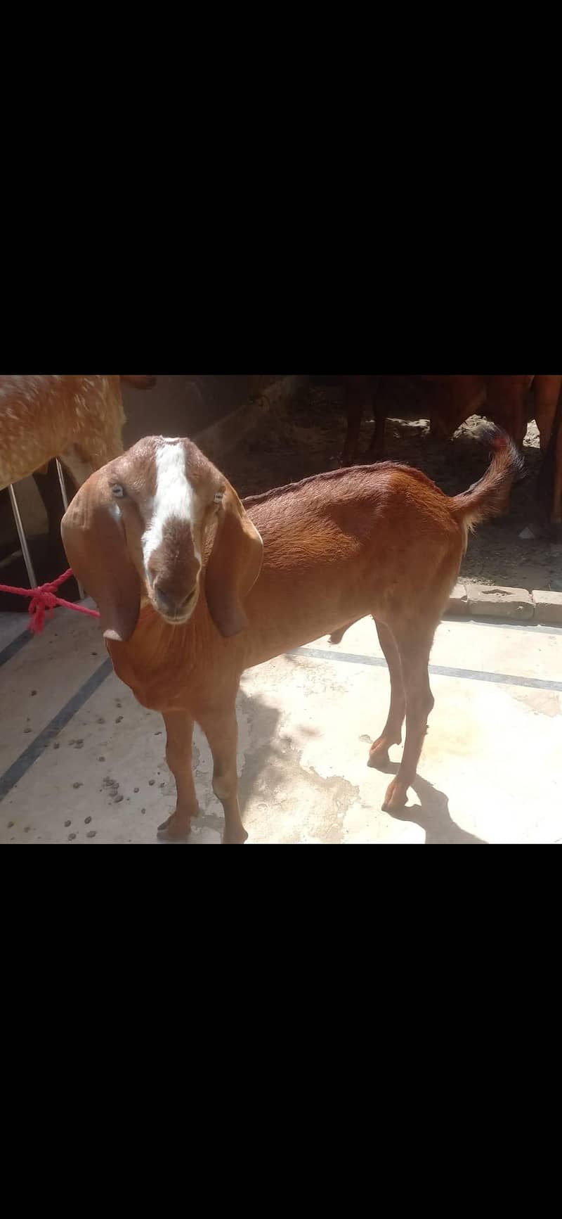 2 teeth donda Bakra 3