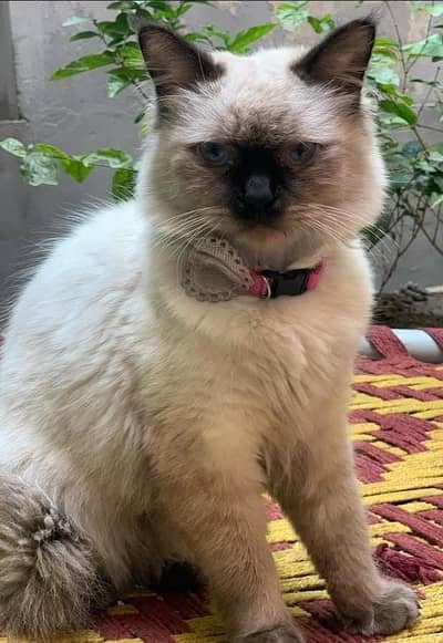 Himalayan Cat