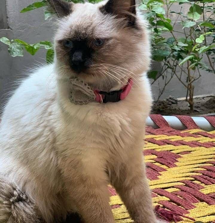 Himalayan Cat 1