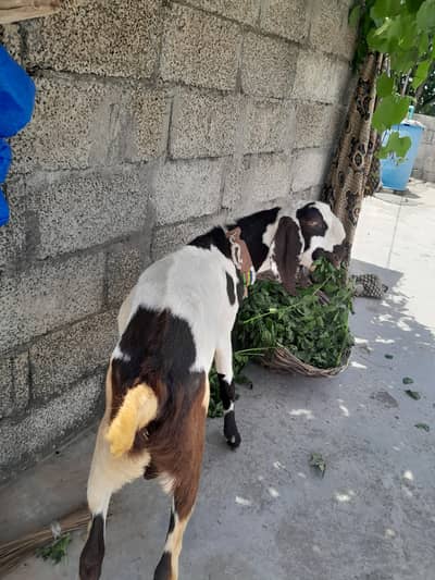 bakra for sale