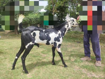 Rajanpuri Bakra Urgent Sale Available