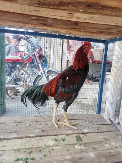 Aseel main wali murgha for sale