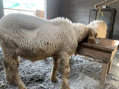 Healthy active  Chatra weight 48 kg approx