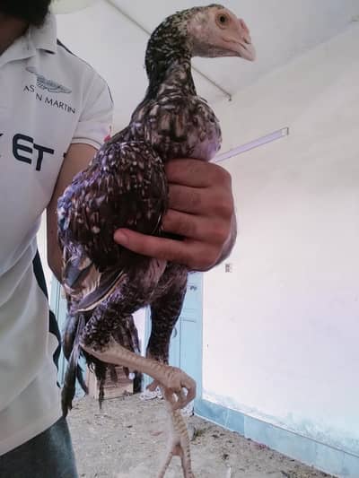 heavy male chick