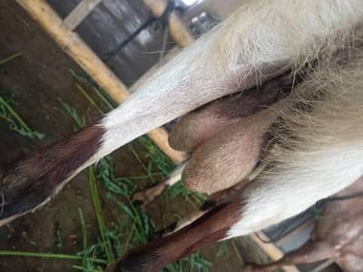 andu Bakra for sale