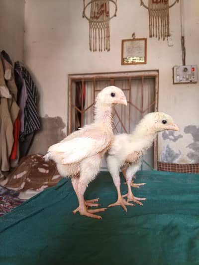Quality White O Shamoo Chicks available in different ages.