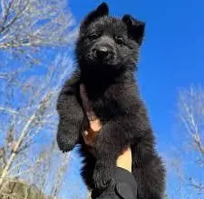 German Shepherd puppy urgent for sale my WhatsApp number 0326/7576469