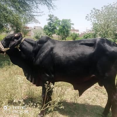 bull for qurbani