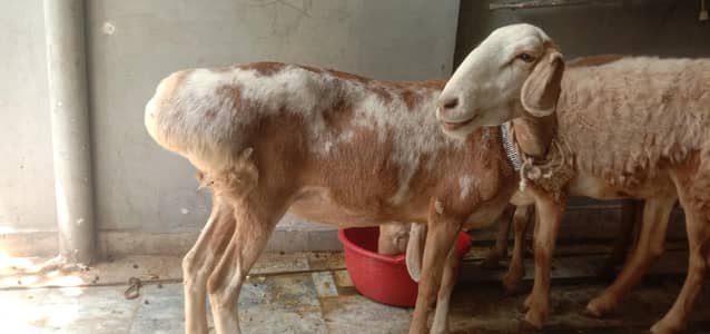 qurbani k Liye Dumbi wazan 58kg zinda